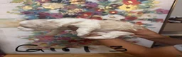 Cocker Spaniel dogs for sale: Cocker Spaniel 5 - Ad 2