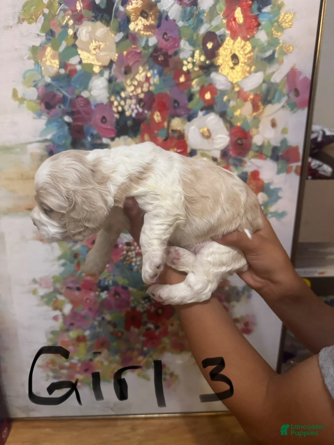 Cocker Spaniel dogs for sale: Cocker Spaniel 5 - Ad 2