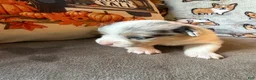 Mixed Breed dogs for sale: Sally - Ad 5