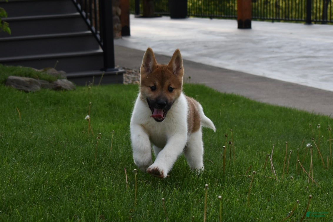 Akita dogs Sookie - Ad 2