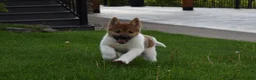 Akita dogs for sale: Sookie - Ad 3