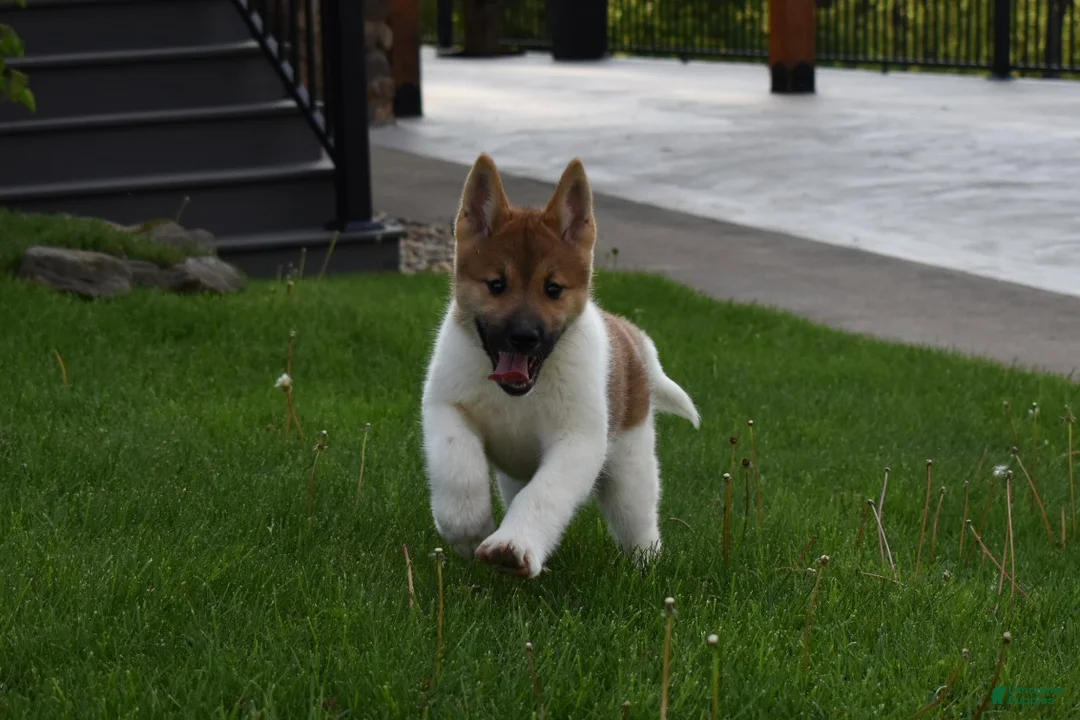 Akita dogs for sale: Sookie - Ad 3