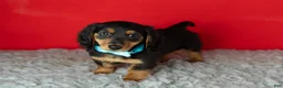 Miniature Dachshund dogs for sale: Oscar - Ad 2