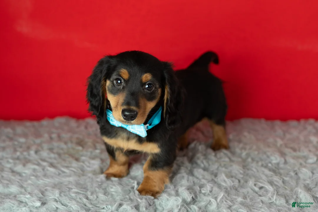Miniature Dachshund dogs for sale: Oscar - Ad 2