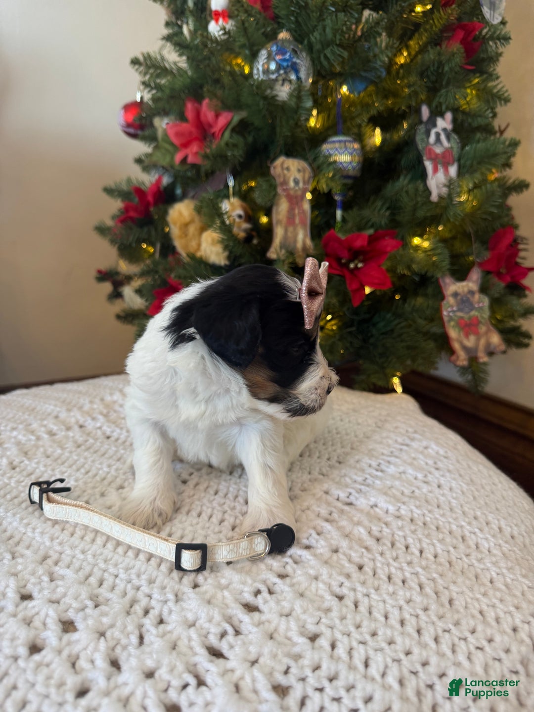 Mixed Breed dogs for sale: Francesca - Ad 5