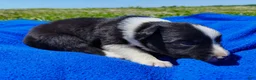 Border Collie dogs for sale: Finnley  - Ad 21