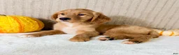 Golden Retriever dogs for sale: Draco - Ad 4