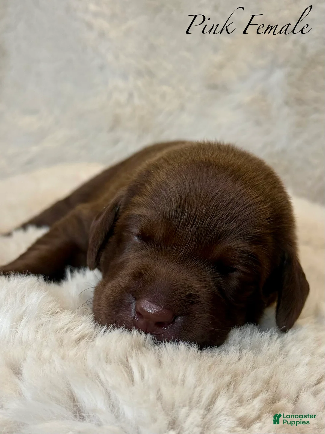 Labrador Retriever dogs for sale: Pink Female - Ad 2