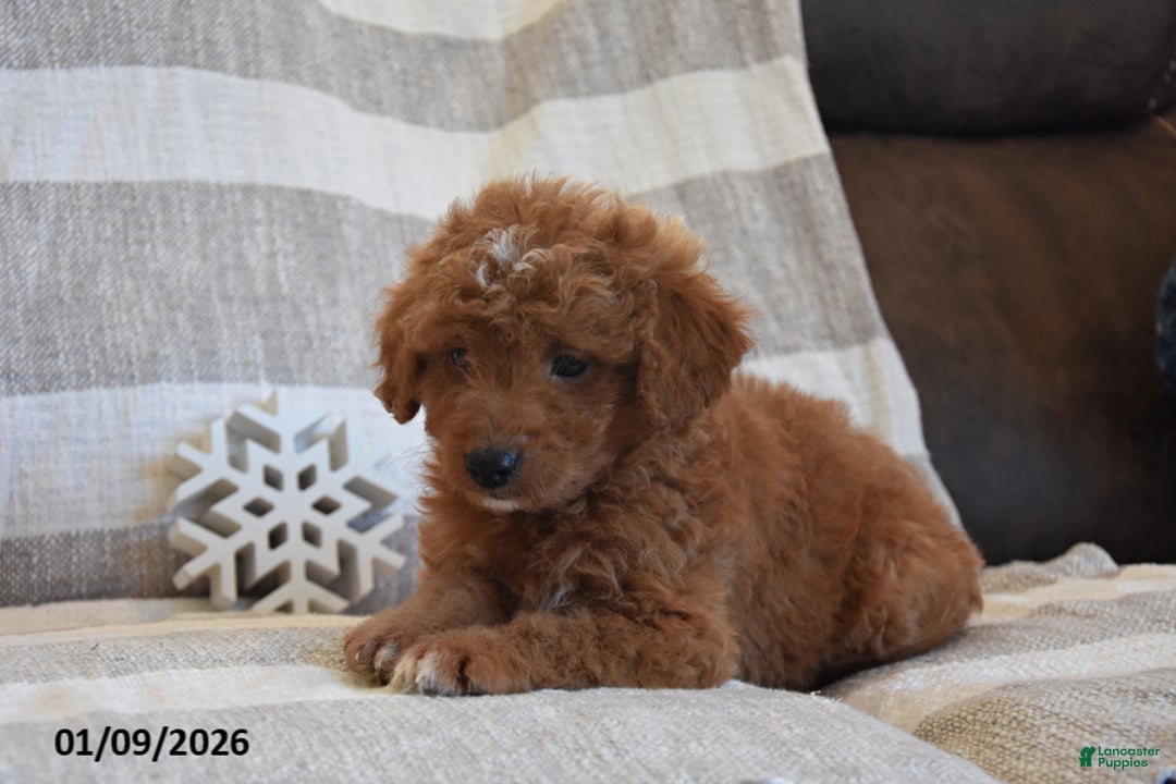 Mini Goldendoodle dogs for sale: Dreamer - Ad 2