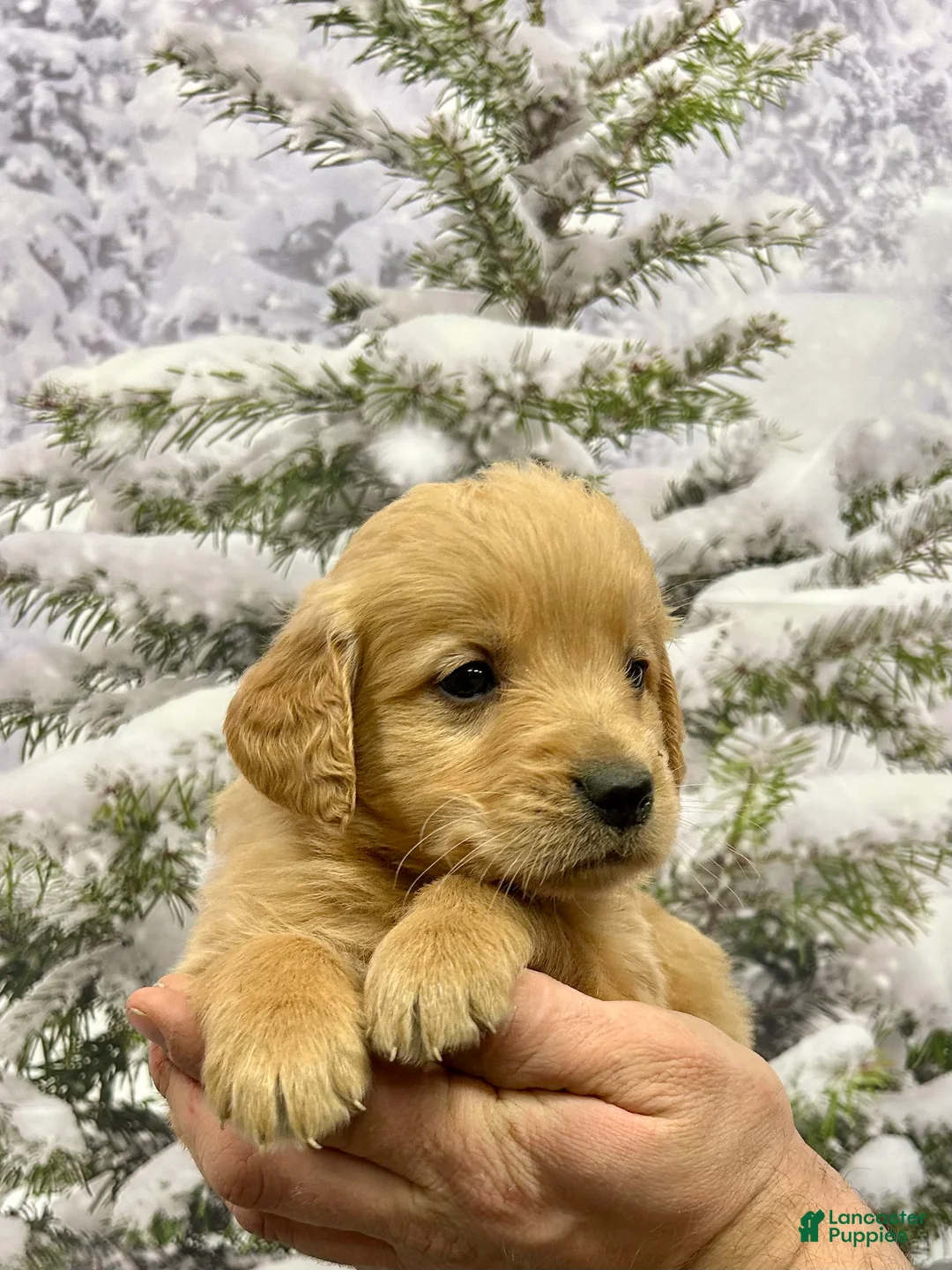 Golden Retriever dogs for sale: Rascal  - Ad 4