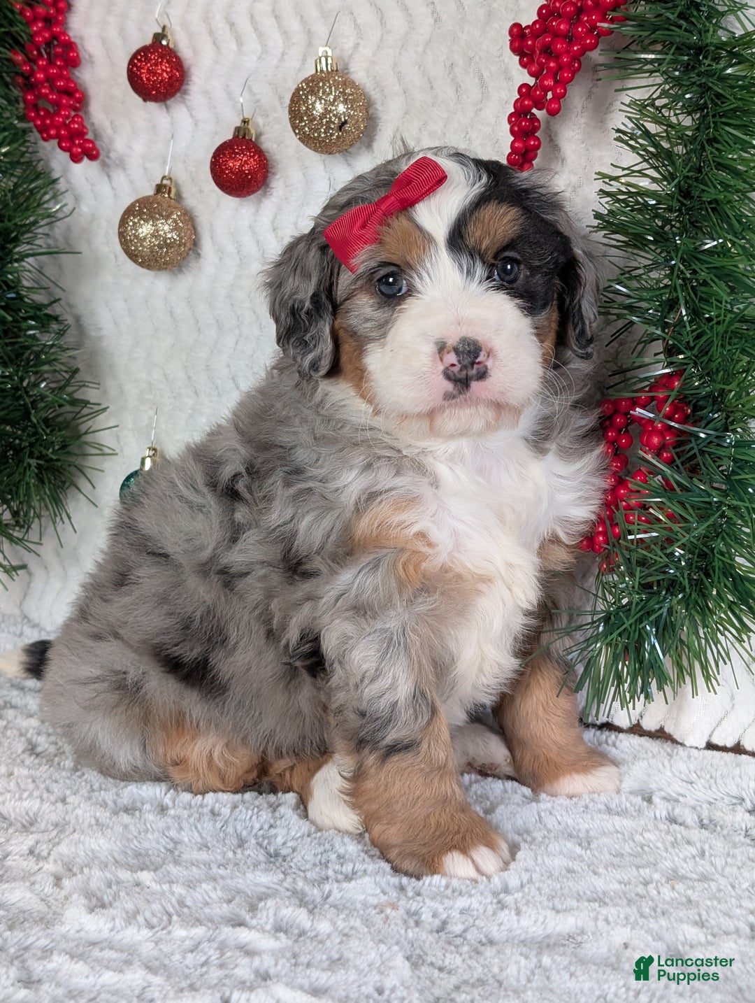 Mini Bernedoodle dogs for sale: Mini River - Ad 4