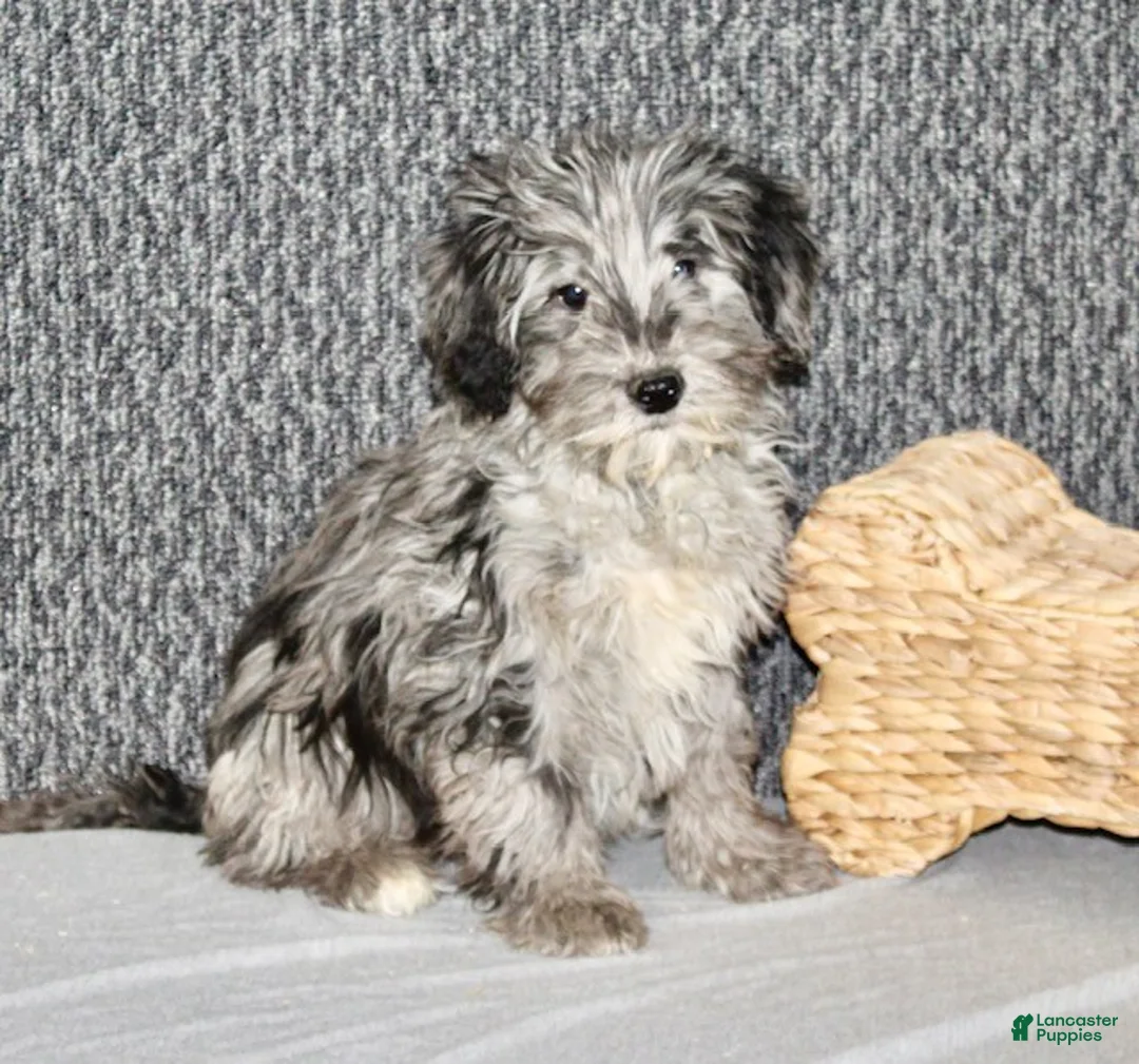 Mixed Breed dogs for sale: Parker - Ad 3