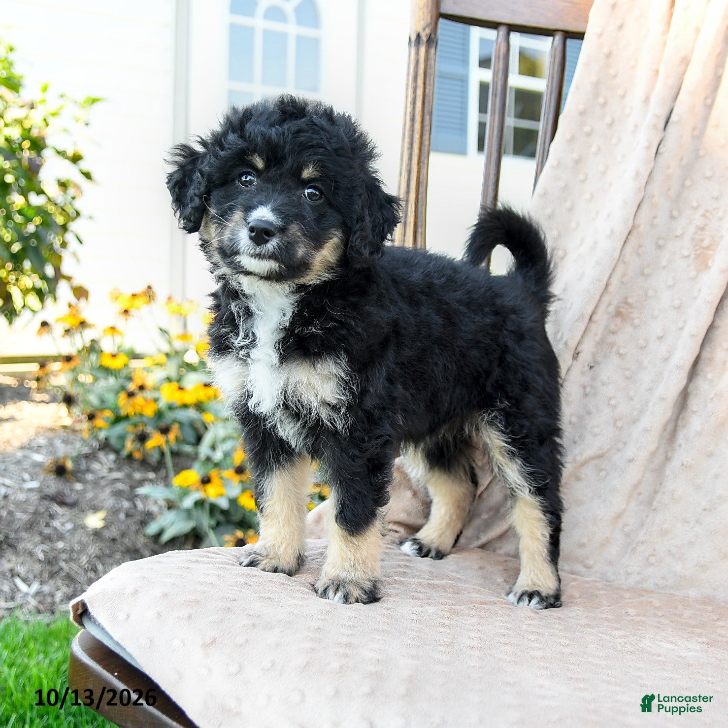 Mini Bernedoodle dogs Speckles - Ad 1