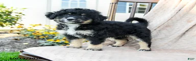 Speckles