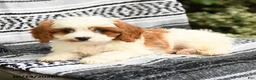 Cavapoo dogs for sale: Coral - Ad 3