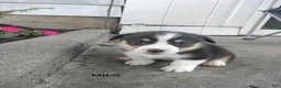 Welsh Corgi Pembroke dogs for sale: Milo - Ad 4