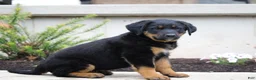 Mixed Breed dogs for sale: Chase - Ad 2
