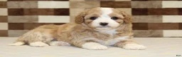 Mixed Breed dogs for sale: Mixed Breed 4 - Ad 3