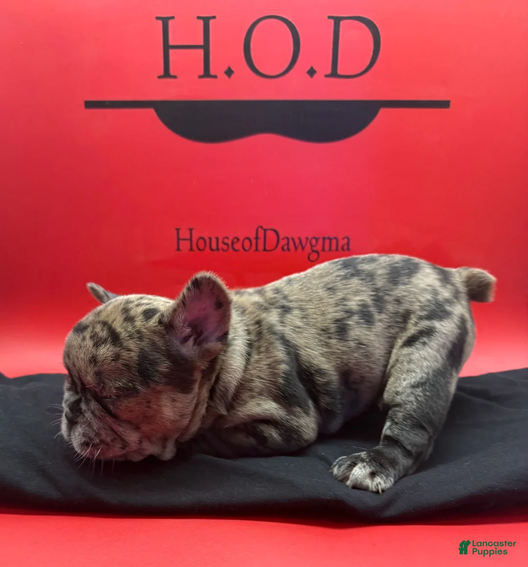 French Bulldog dogs for sale: Rumcofa - Ad 2