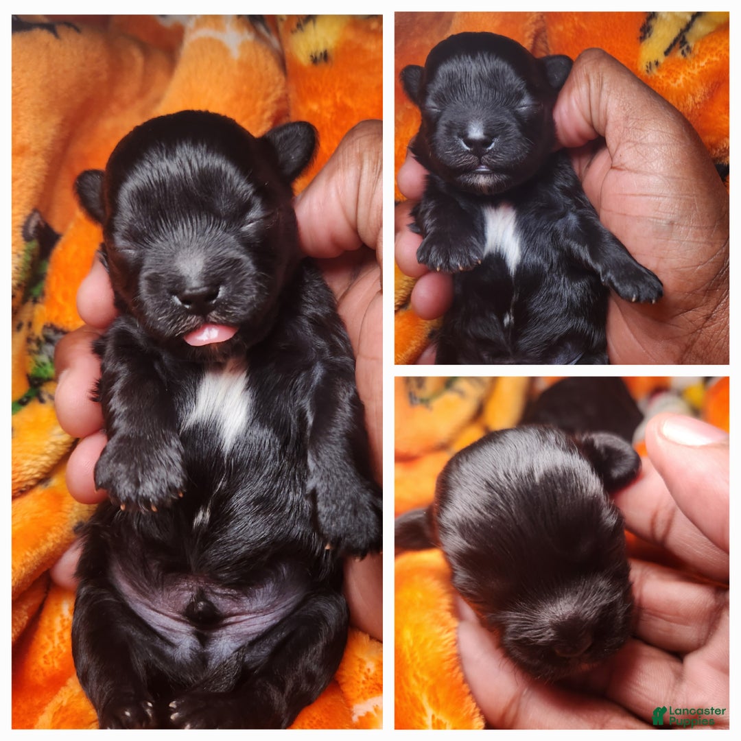 Shihpoo dogs for sale: Orange Collar Puppy 2 - Ad 13