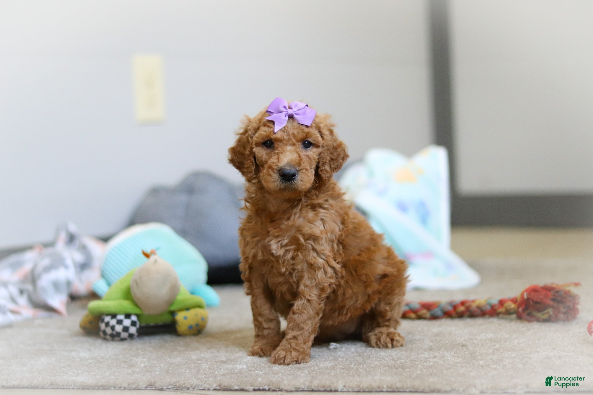 Standard Poodle dogs Hazel AKC - Ad 2