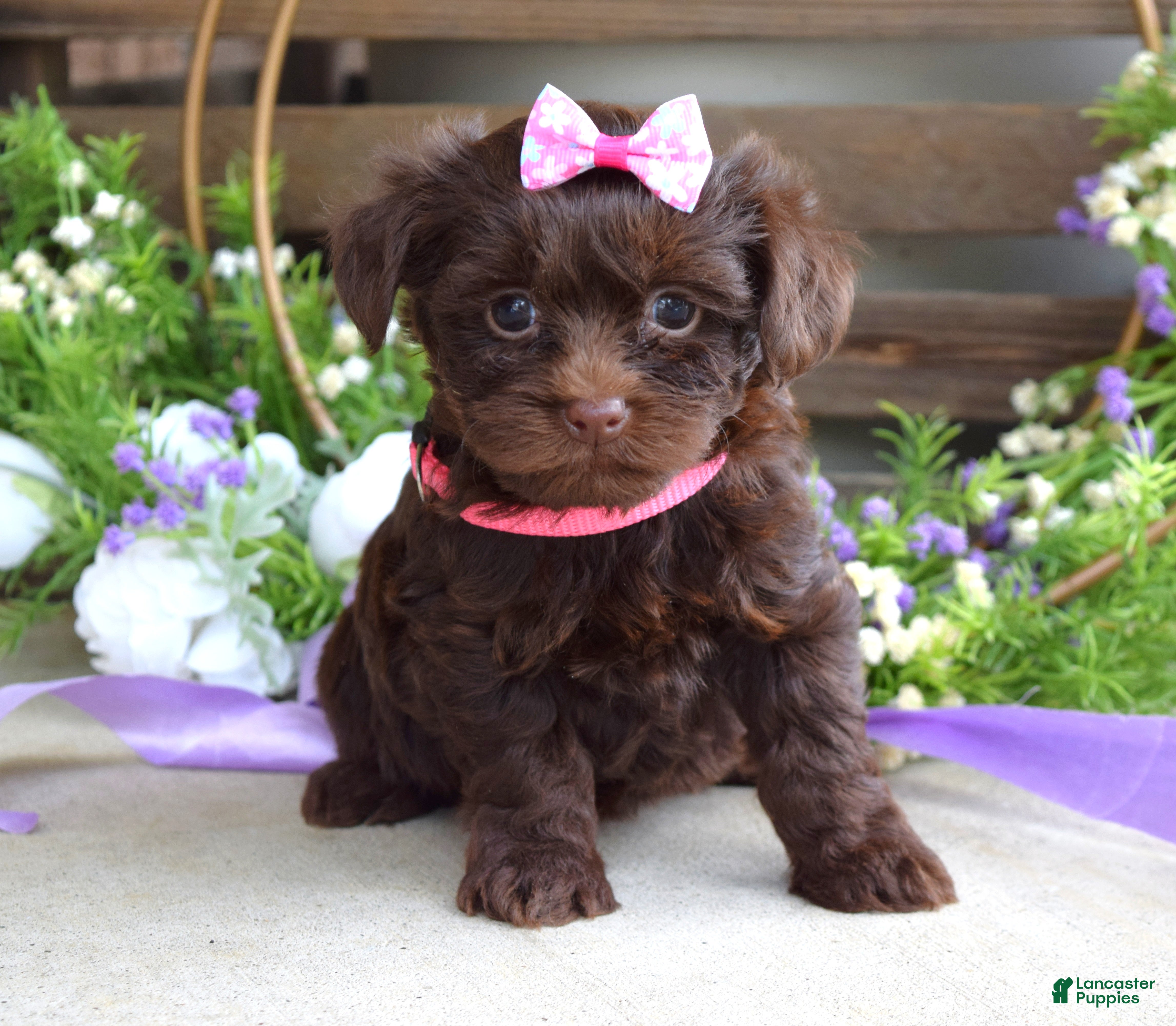 Yorkiepoo dogs Coco  - Ad 1