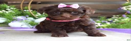 Yorkiepoo dogs for sale: Coco  - Ad 1