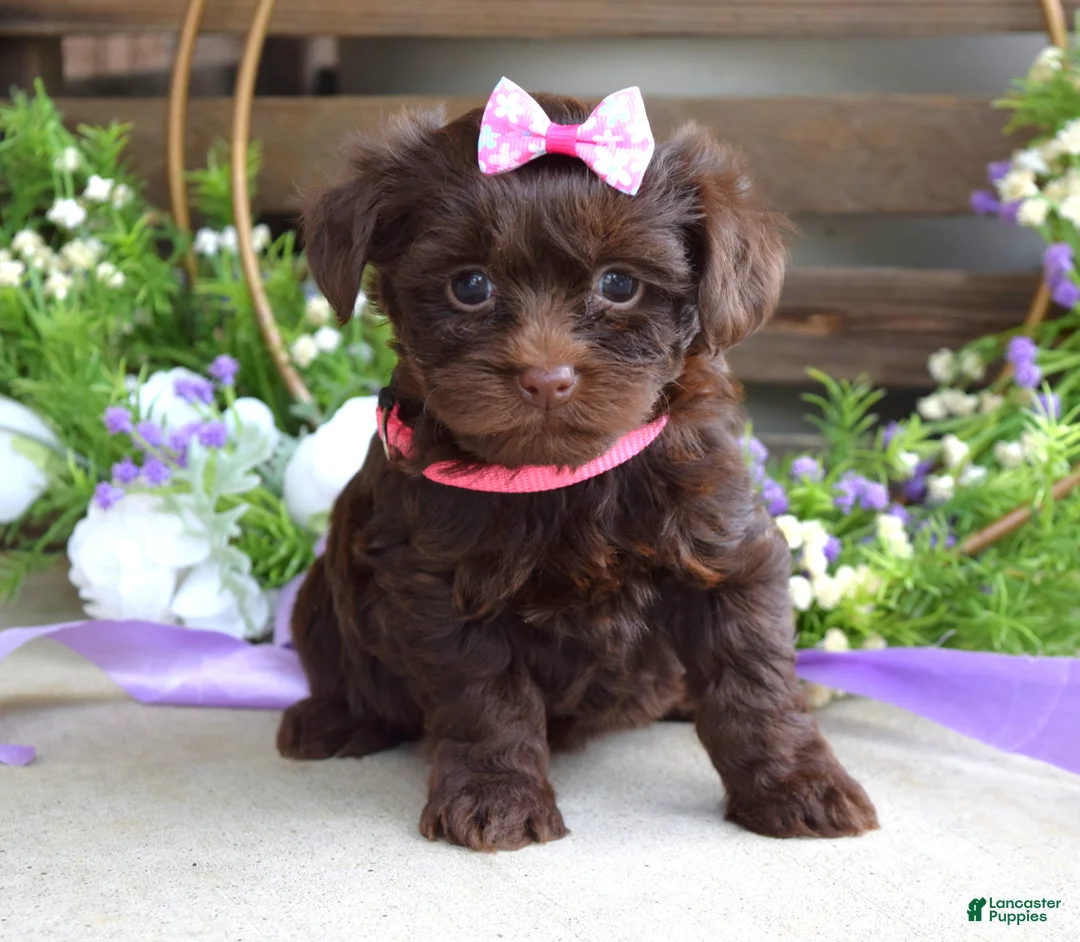 Yorkiepoo dogs for sale: Coco  - Ad 1