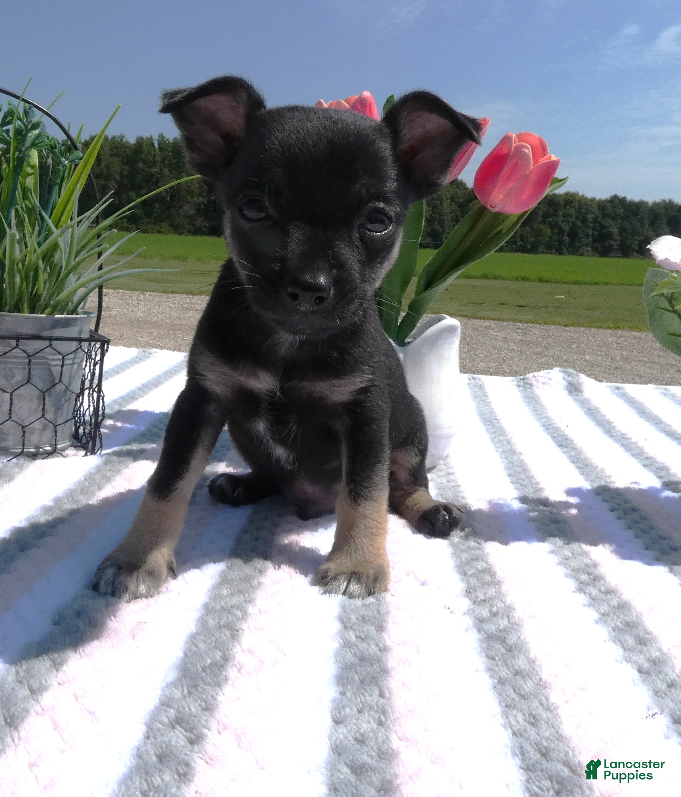 Chihuahua dogs Chihuahua 1 Mica - Ad 4