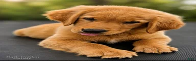 Golden Retriever 4