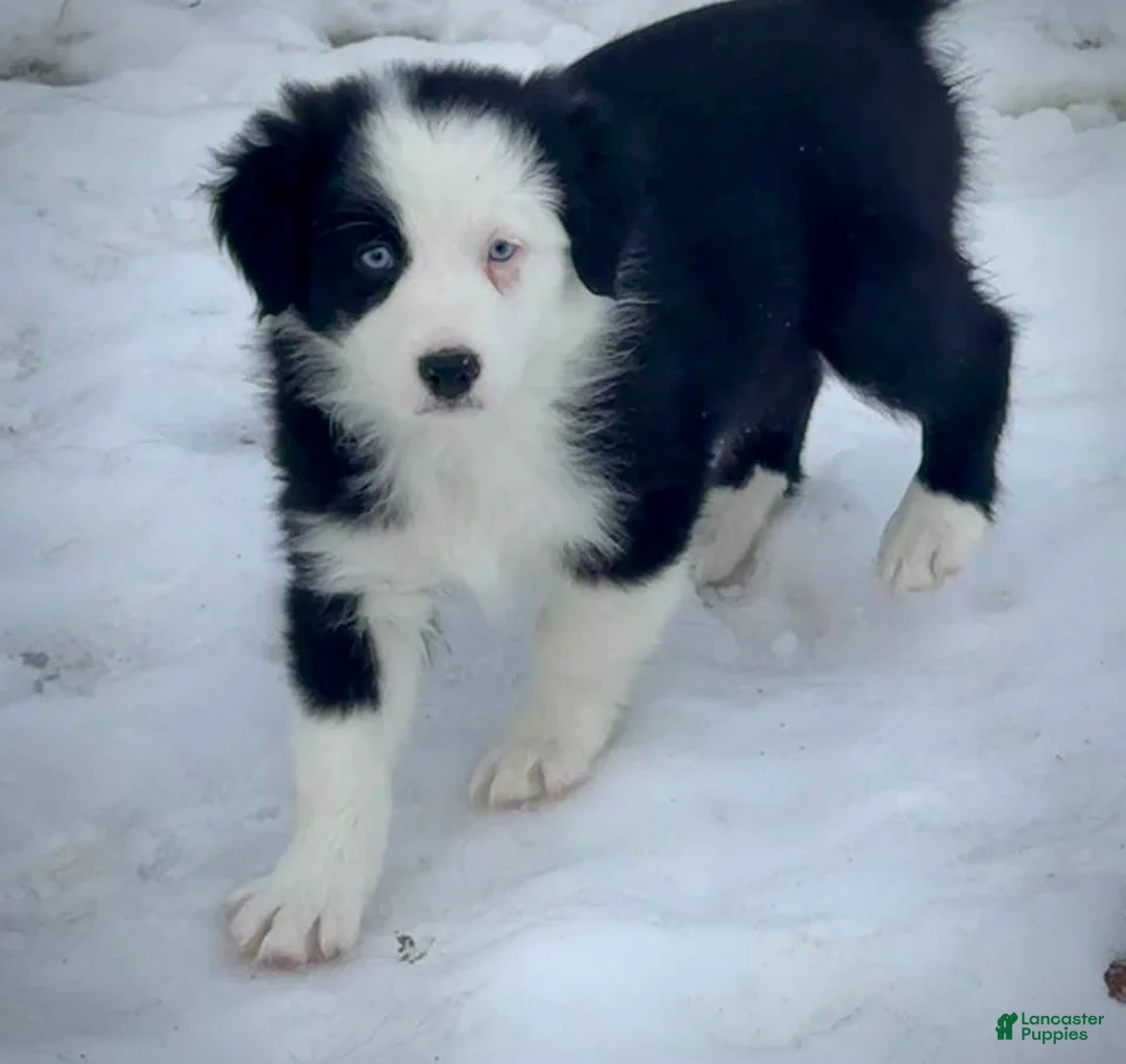 Australian Shepherd dogs for sale: Holly - Ad 7
