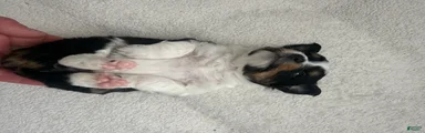 Toy Australian Shepherd 6