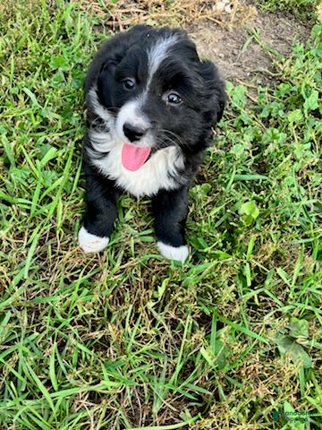 Miniature Australian Shepherd dogs for sale: Peter Rabbit - Ad 2