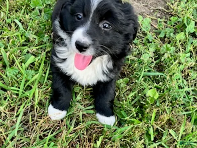 Miniature Australian Shepherd dogs for sale: Peter Rabbit - Ad 2