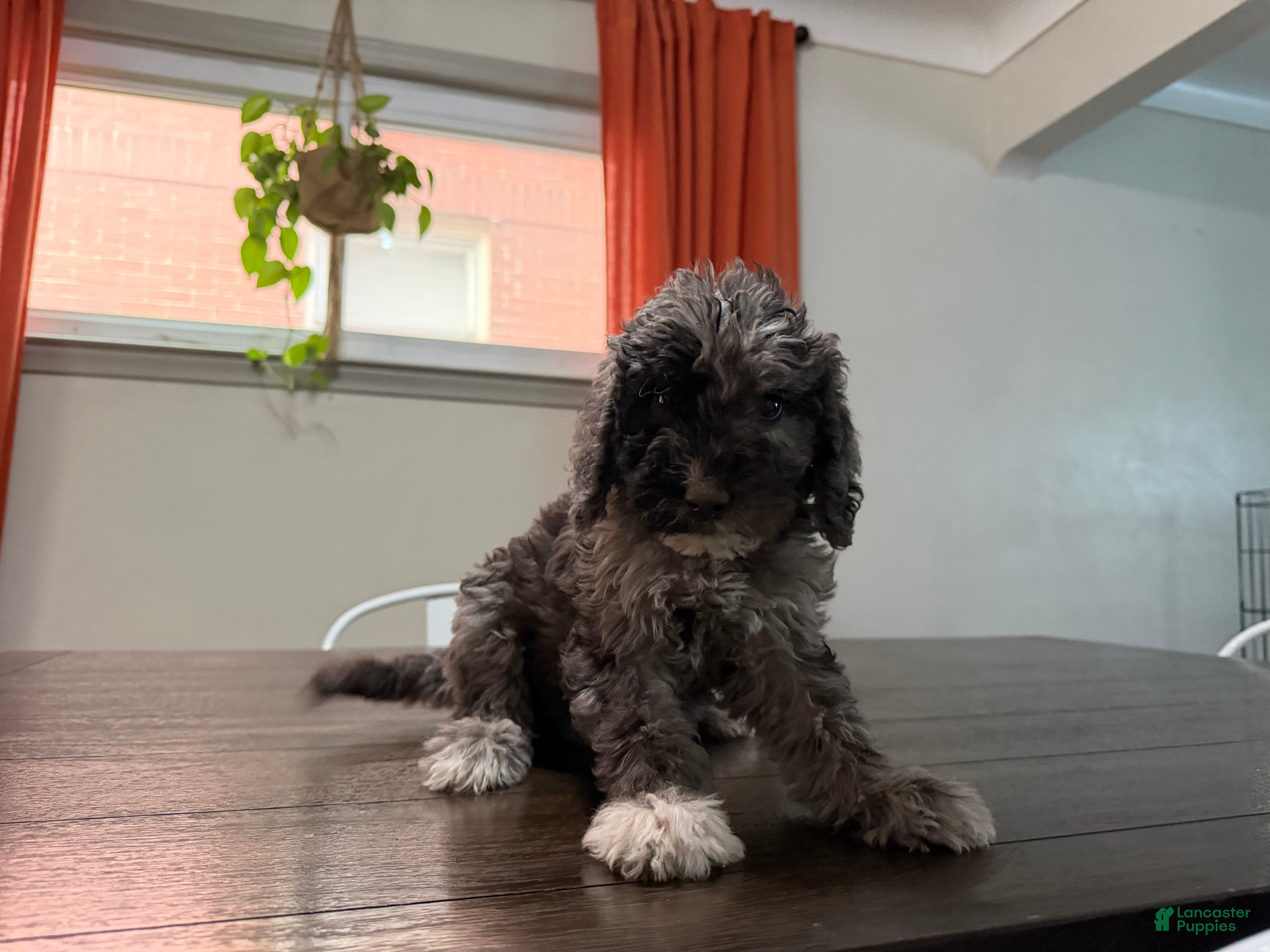 Labradoodle dogs Jessie - Ad 6