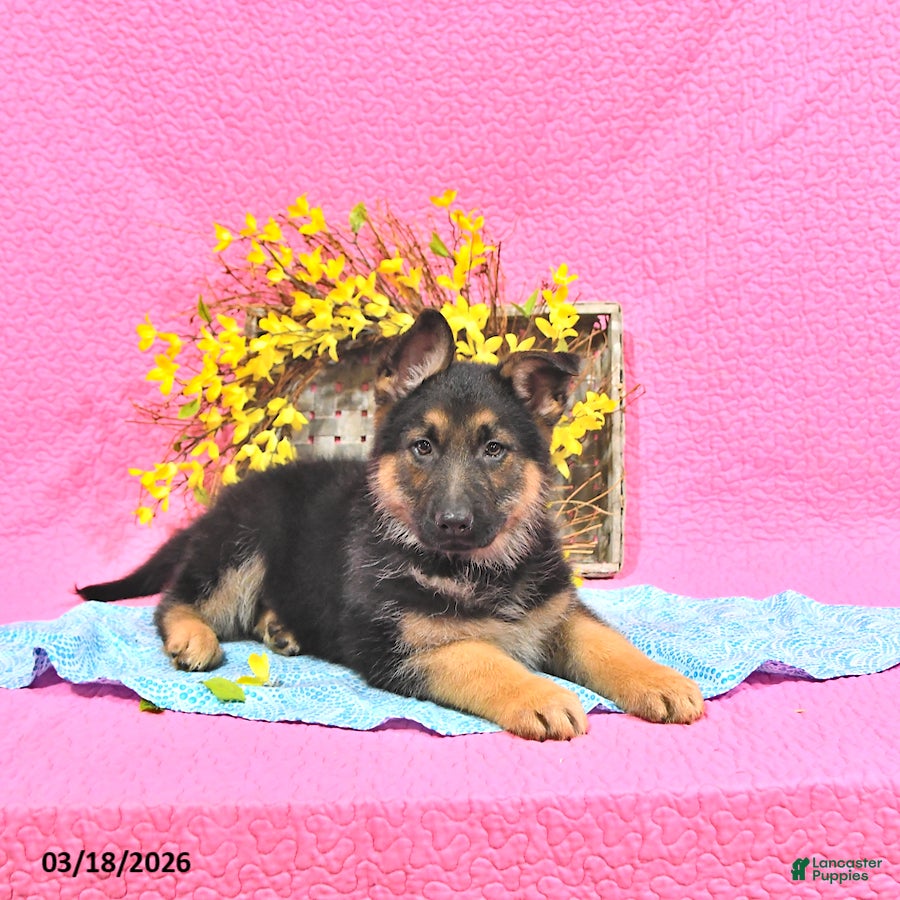 German Shepherd dogs Spencer - Ad 1