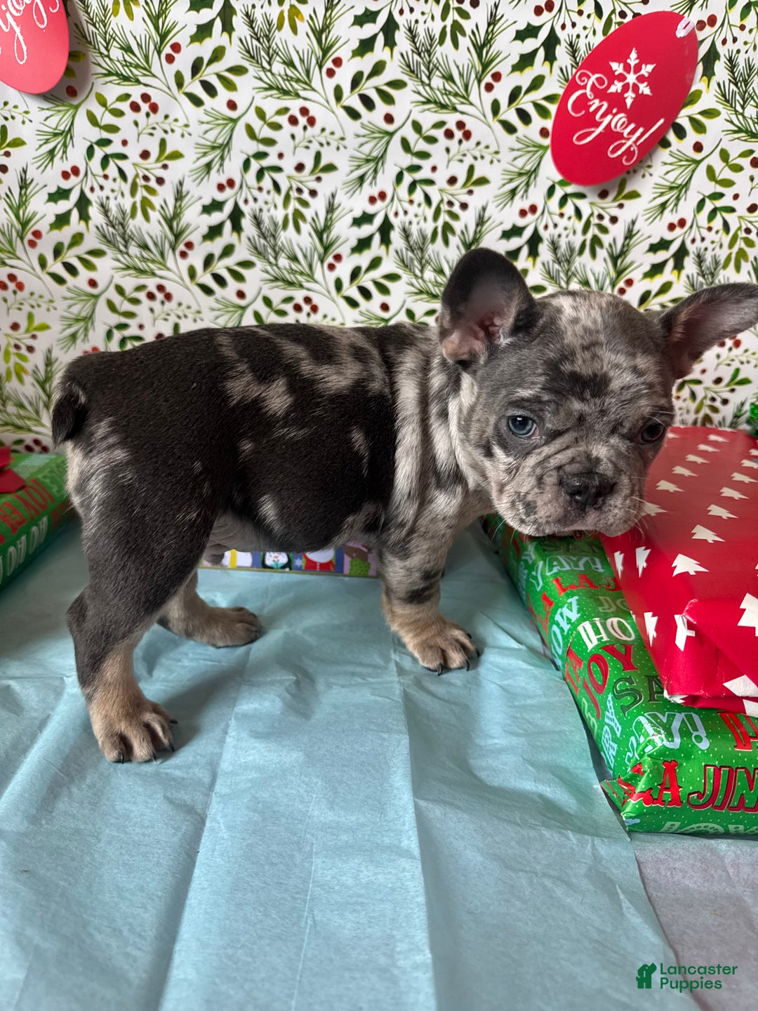 French Bulldog dogs for sale: MILO - Ad 5