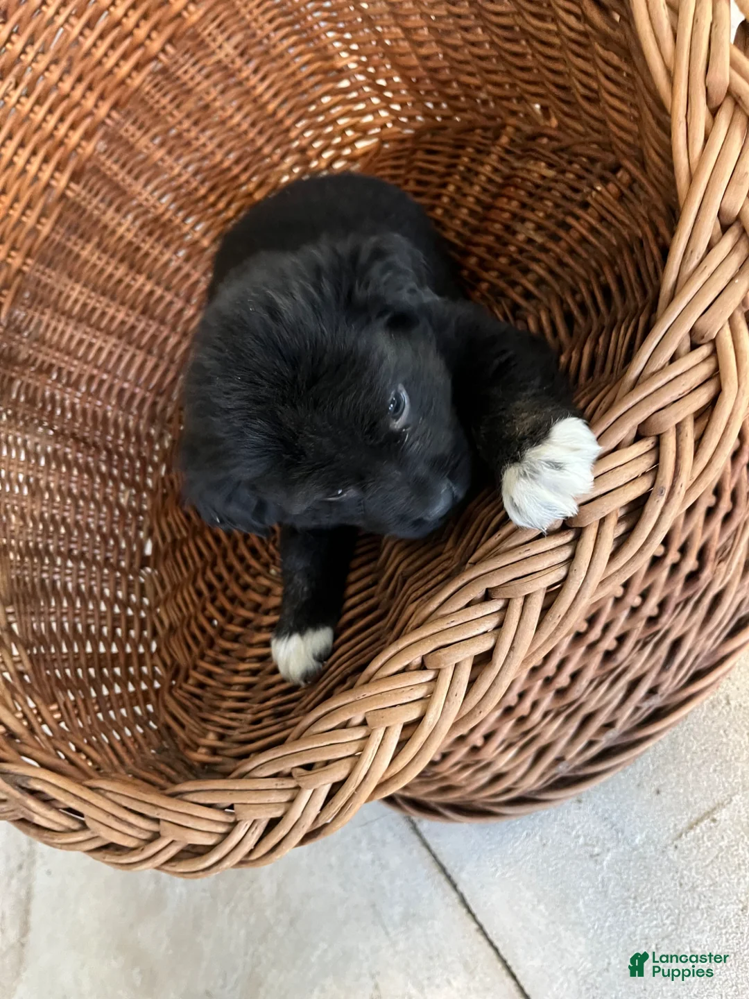 Golden Shepherd dogs for sale: Lexi - Ad 11