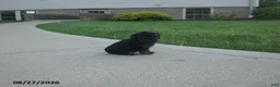 Yorkiepoo dogs for sale: Jill - Ad 9