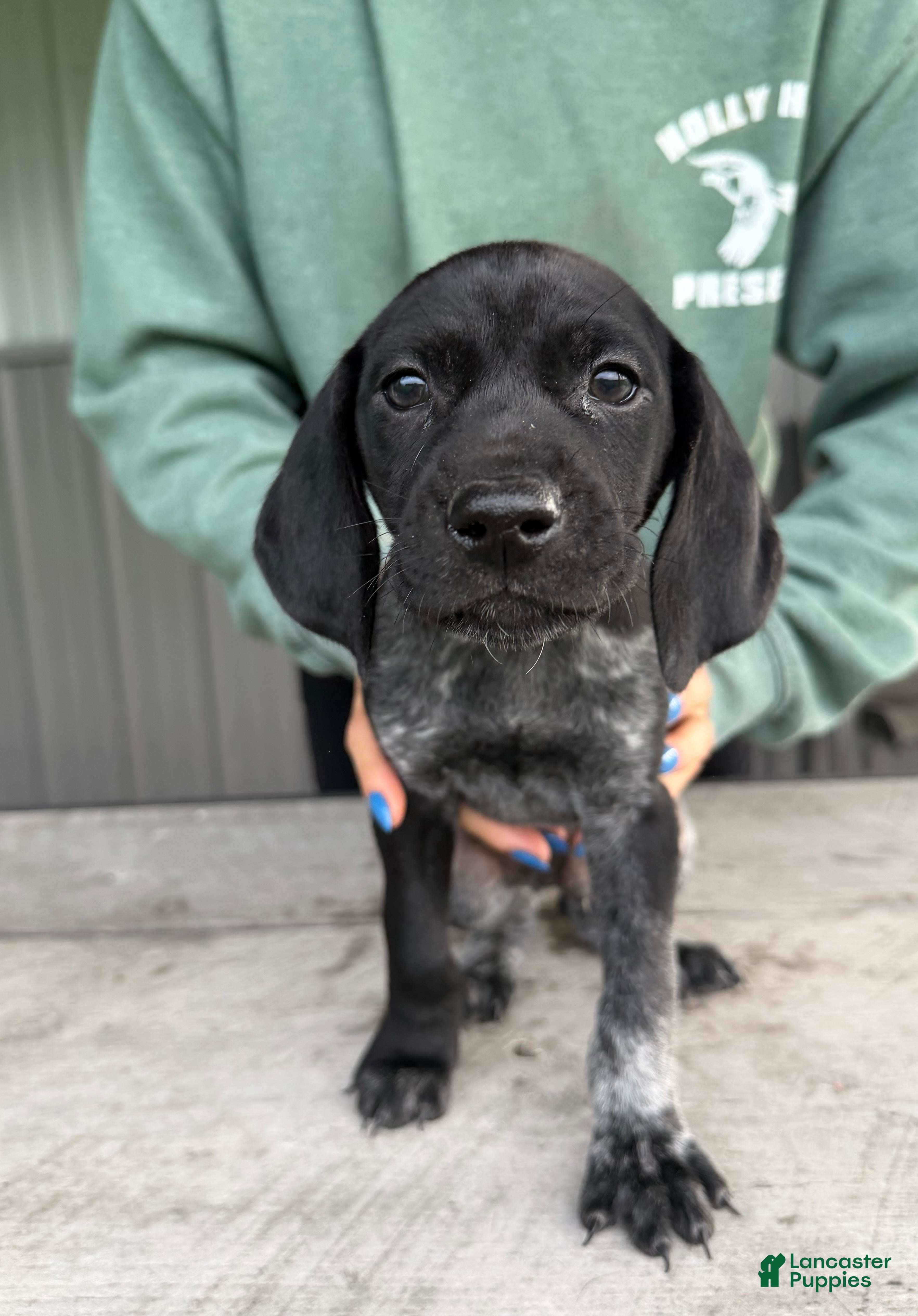 German Shorthaired Pointer