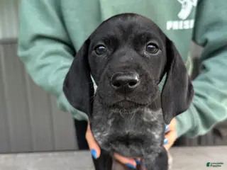 German Shorthaired Pointer dogs German Shorthaired Pointer 5 - Ad 40