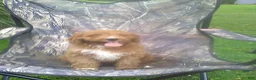 Cavapoo dogs for sale: Max - Ad 4