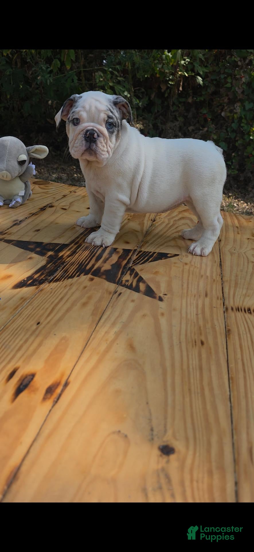English Bulldog dogs ALASKA - Ad 1