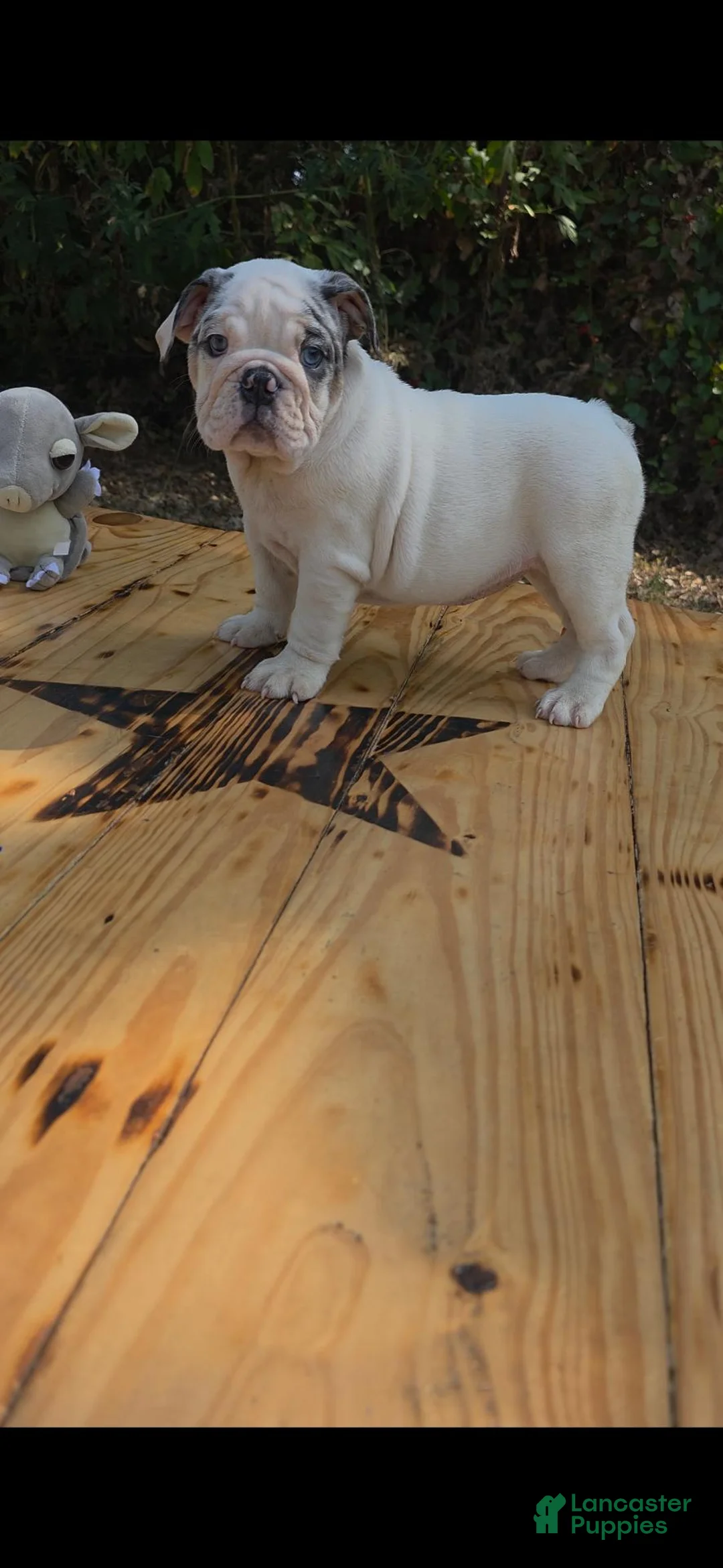 English Bulldog dogs for sale: ALASKA - Ad 1