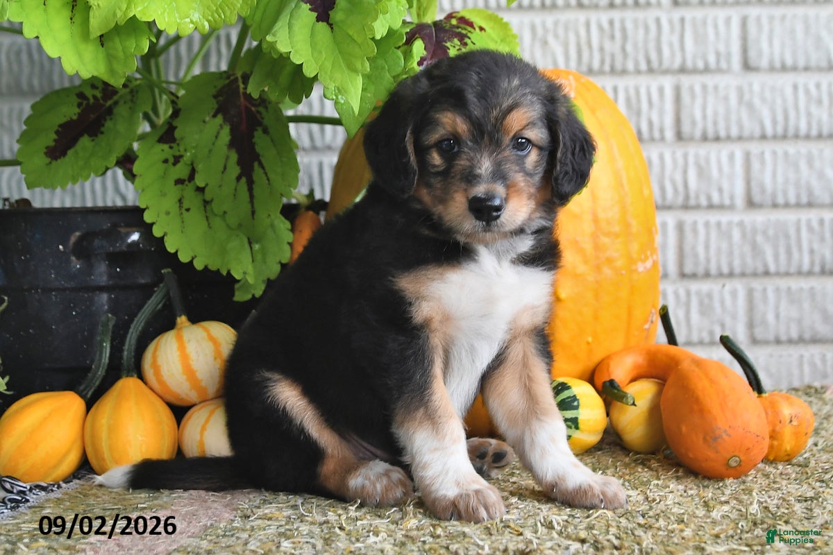Mixed Breed dogs Benson - Ad 1