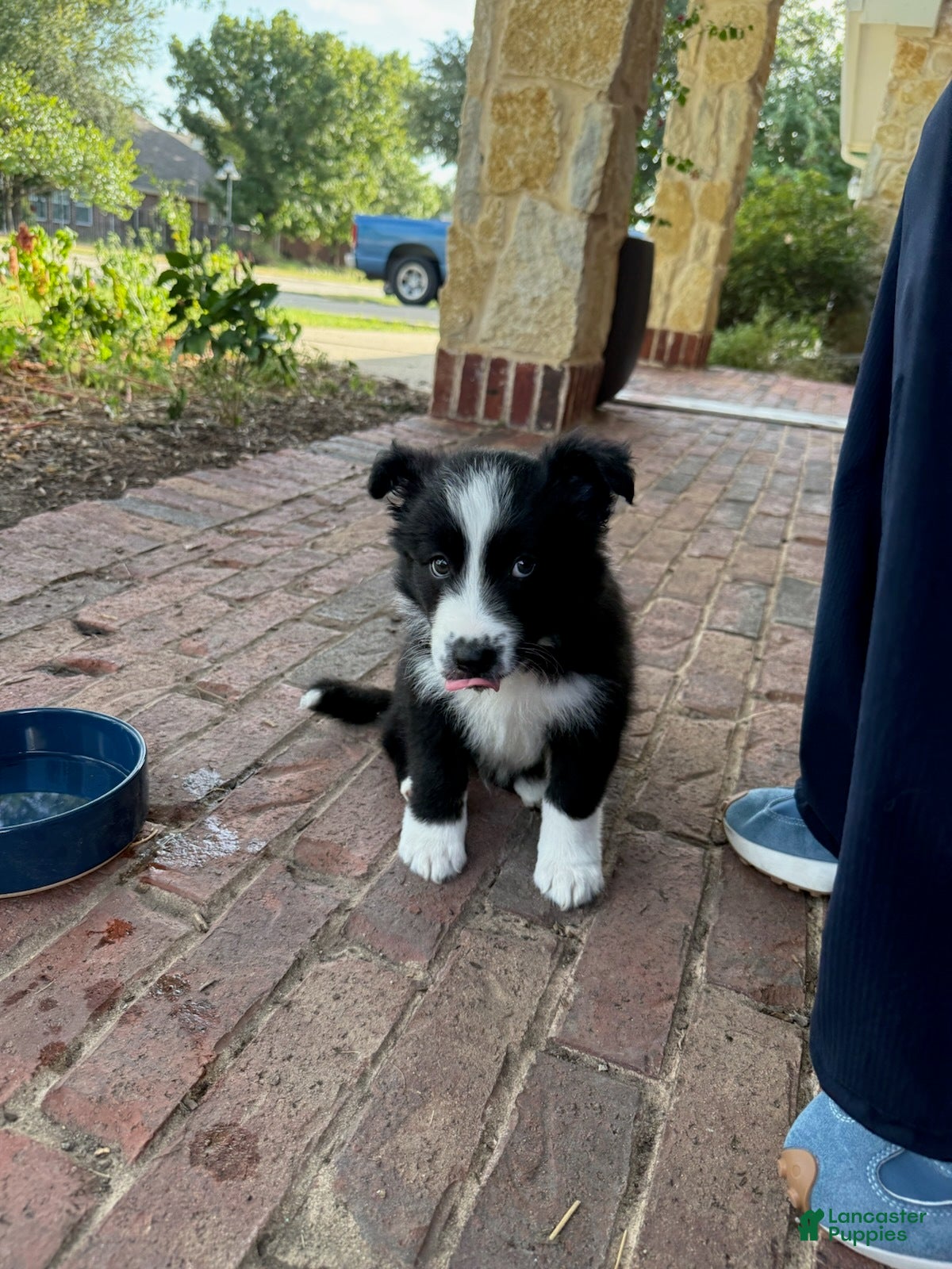 Border Collie dogs Lucy - Ad 6