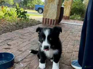 Border Collie dogs Lucy - Ad 6