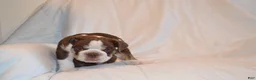 English Bulldog dogs for sale: Bully (Chocolate Trindle) - Ad 8