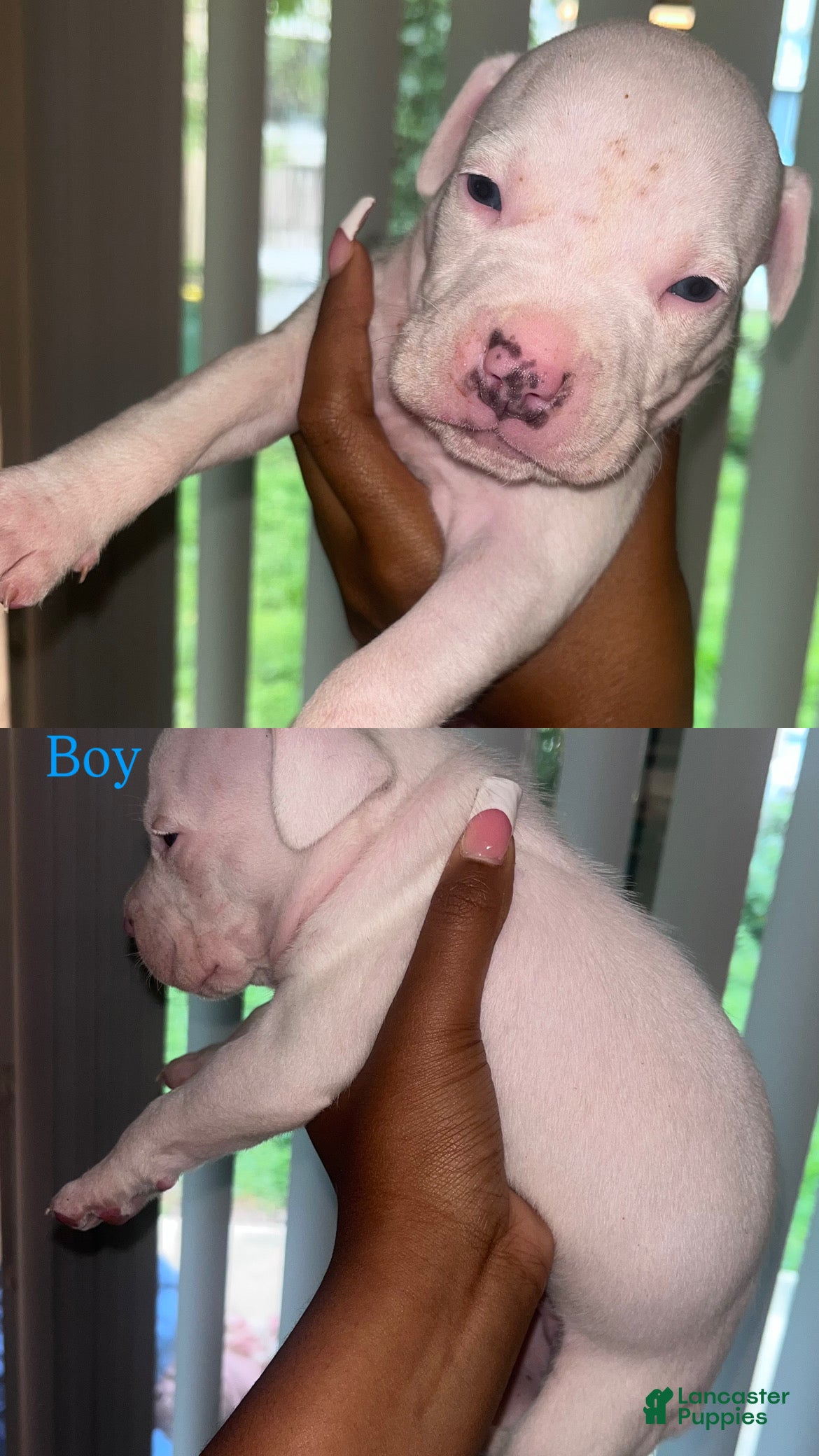 American Bully dogs American Bully 1 - Ad 16