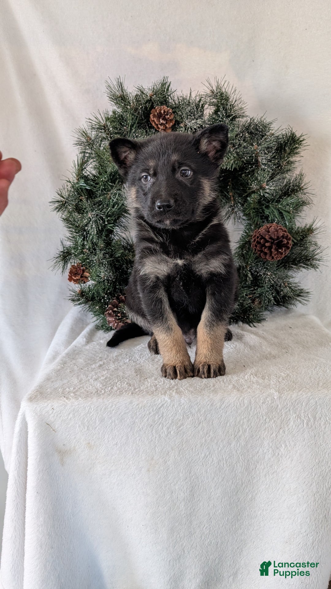 German Shepherd dogs for sale: Sara - Ad 8